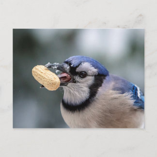Carte Postale Jay bleu avec arachide