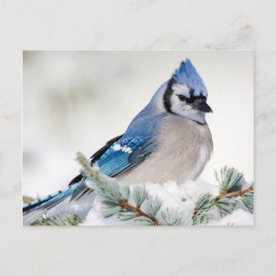 Carte Postale Jay bleu dans le cèdre bleu Atlas