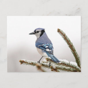Carte Postale Jay bleu en hiver