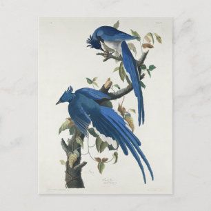 Carte Postale Jay noir à pâte molle à tarte noire Audubon Columb