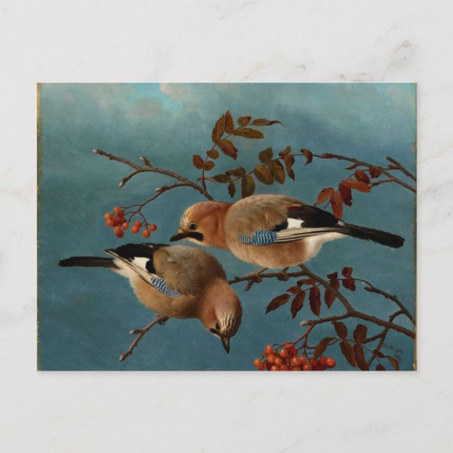 Carte Postale Jays - Deux oiseaux dans un arbre (Devant)