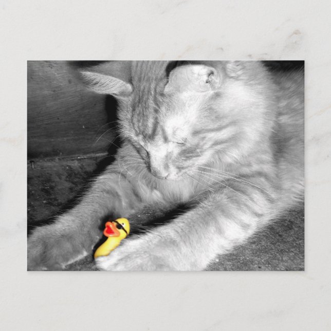 Carte Postale 'Je dis ne pas nourrir le chat' en caoutchouc Duck (Devant)