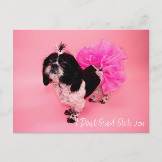 Carte Postale Je ne donne pas un tzu chiite (Devant)
