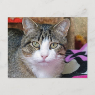 Carte Postale Je pense au chat