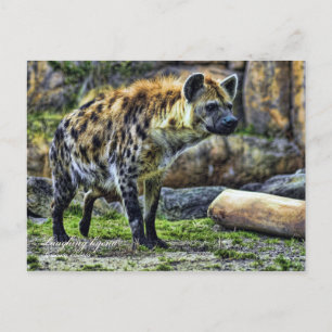 Carte Postale Je rigole hyena_ver. 3.0 [Carte postale]