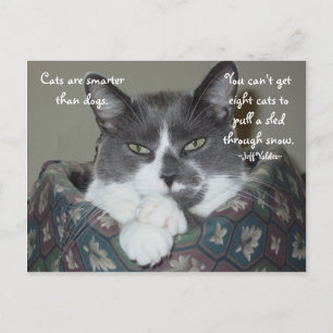 Carte Postale Je Suis Chat...