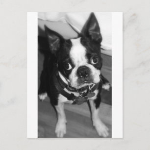 CARTE POSTALE JE SUIS DÉSOLÉ