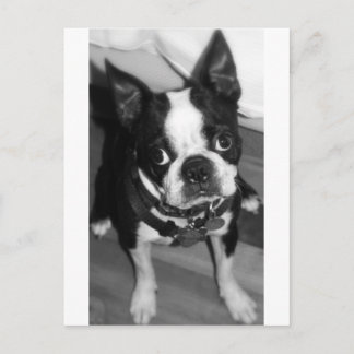 CARTE POSTALE JE SUIS DÉSOLÉ