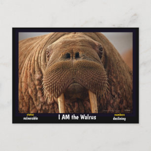 Carte Postale Je suis le Walrus, un animal en danger.