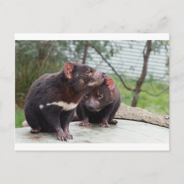 Carte Postale Je suis un petit diable (Devant)