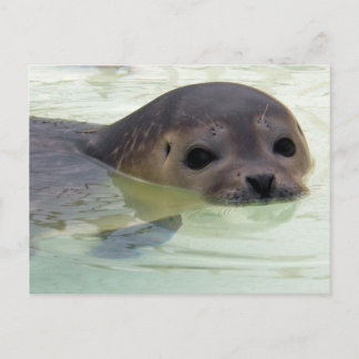 Carte Postale Je suis un phoque