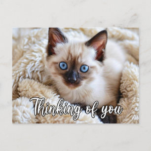 Carte Postale Je te manque - Joli chat siamois