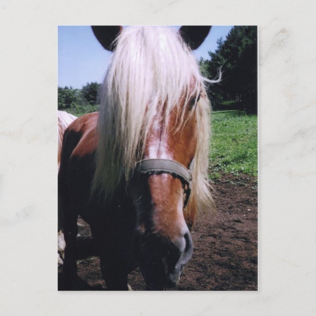 Carte Postale Jeff (Devant)