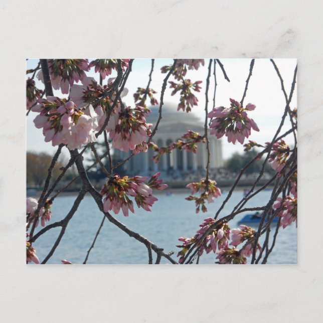 Carte Postale Jefferson Memorial National Cherry Blossom Fest (Devant)