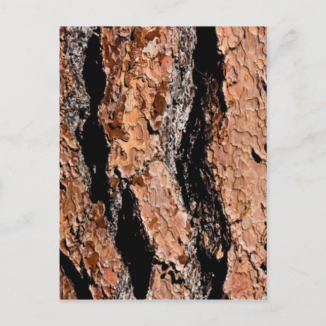 Carte Postale Jeffrey Pine Bark Détail (Devant)