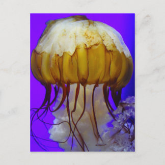 Carte Postale Jellies de mer