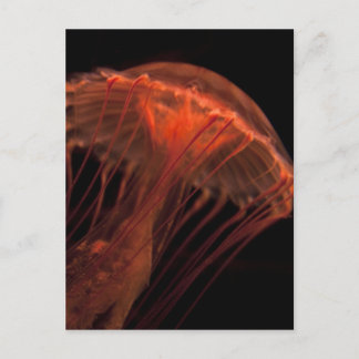 Carte Postale Jelly Light