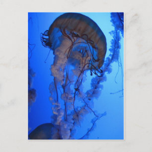 Carte Postale Jellyfish