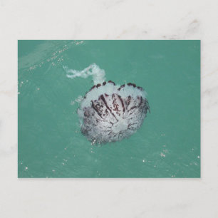Carte Postale Jellyfish, Père Noël Cruz Island, Californie