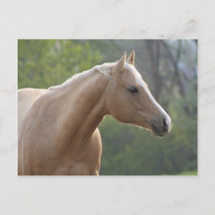 Carte Postale Jessie Rey Freckle