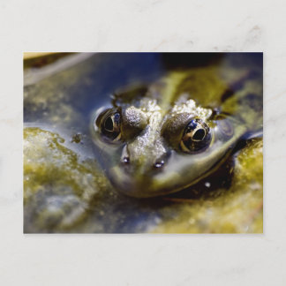 Carte Postale Jetez un oeil