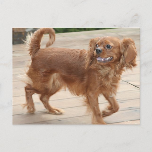 Carte Postale J'Étouffais Mes Choses ! Ruby Cavalier King Charle (Devant)