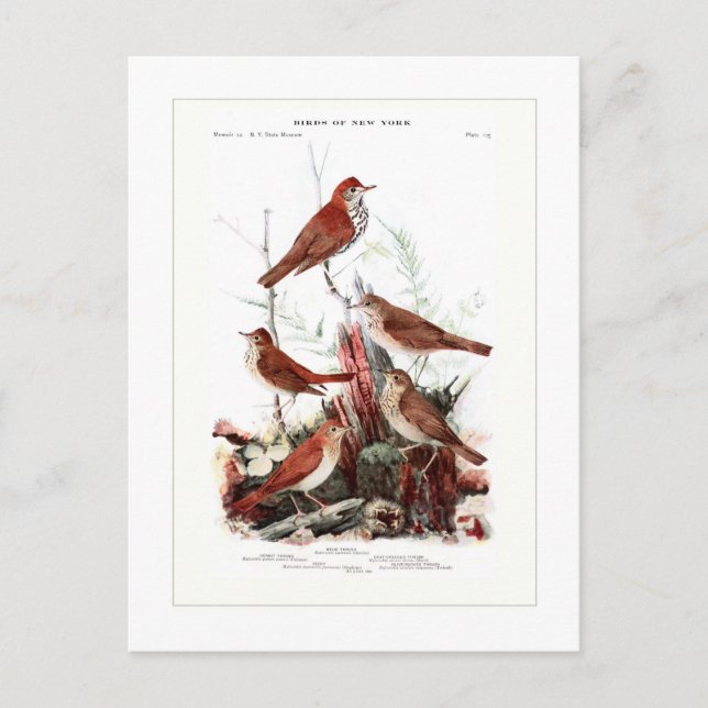 Carte Postale Jeu (Devant)