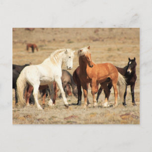 Carte Postale Jeu de puissance