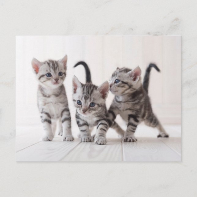 Carte Postale Jeu de Shorthair de trois Américains (Devant)