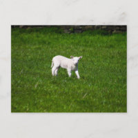 Jeune agneau dans le Yorkshire Dales