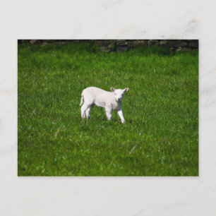 Carte Postale Jeune agneau dans le Yorkshire Dales
