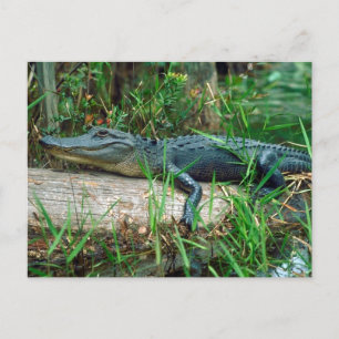 Carte Postale Jeune Alligator