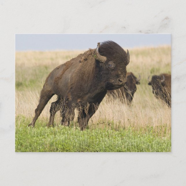 Carte Postale Jeune bison mâle fougueux à la Tallgrass (Devant)