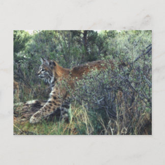 Carte Postale jeune bobcat, centre de l'Oregon