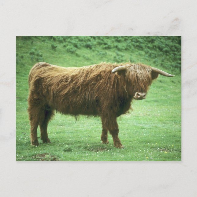 Carte Postale Jeune bovin des Highlands, île de Mull, Intérieur (Devant)