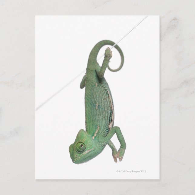 Carte Postale Jeune caméléon voilé, Chamaeleo calyptratus (Devant)