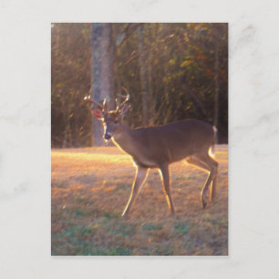Carte Postale Jeune cerf de stade au soleil