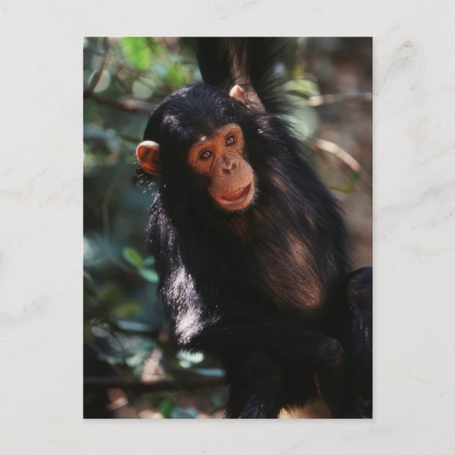Carte Postale Jeune Chimpanzé (Devant)