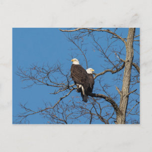 Carte Postale Jeune Couple d'Aigles Chauves
