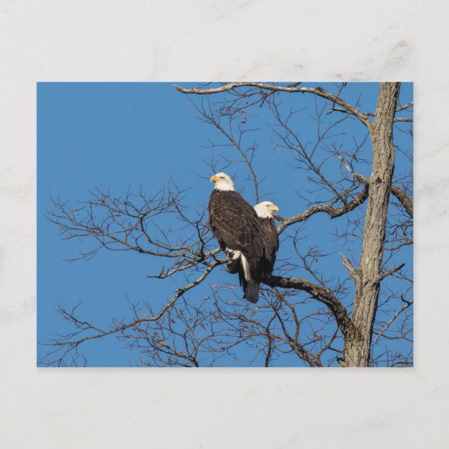 Carte Postale Jeune Couple d'Aigles Chauves (Devant)