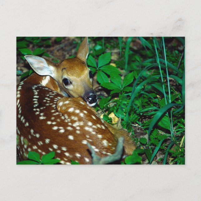 Carte Postale Jeune faon (Devant)