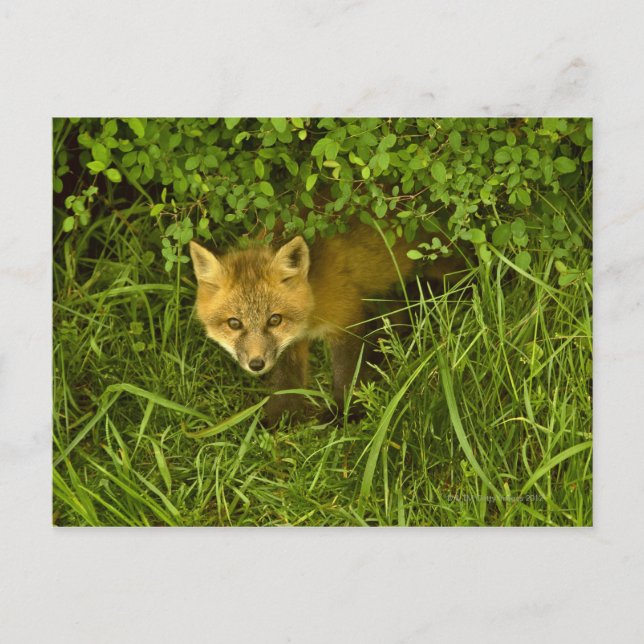 Carte Postale Jeune Fox rouge sortant de la dissimulation dans (Devant)