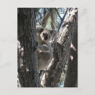 Carte Postale Jeune koala, baie de Geoffrey, île magnétique