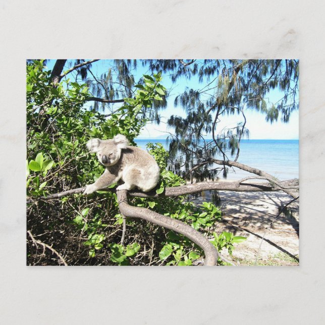Carte Postale Jeune koala dans un arbre à la plage (Devant)