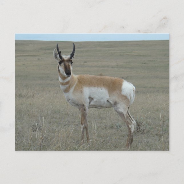 Carte Postale Jeune mâle d'antilope d'Amérique A28 (Devant)
