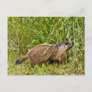 Carte Postale Jeune marmotte