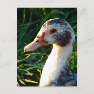 Carte Postale Jeune Muscovy Hen Duck