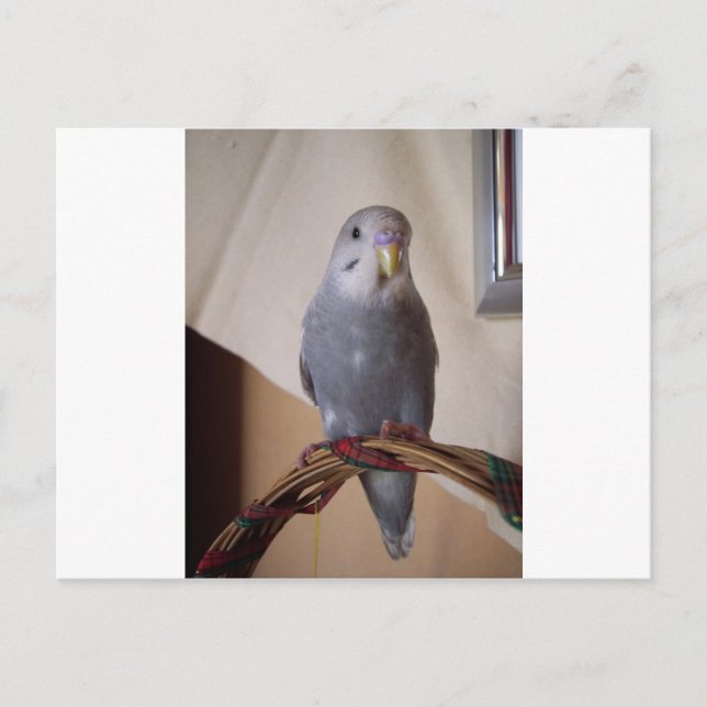 Carte Postale jeune perruque bleue (Devant)