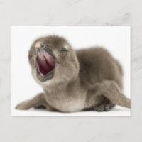 Jeune pingouin africain - Spheniscus demersus.