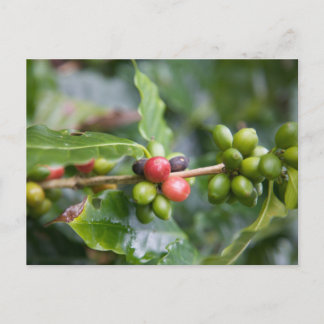 Carte Postale Jeune plant de café